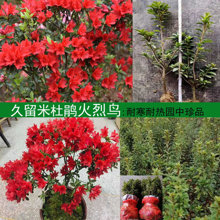 火烈鸟/琉球红久留米杜鹃日本耐寒耐热园中珍品盆栽杜鹃花苗 - 图3