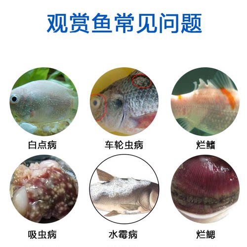 神阳TDC 淡海水通用观赏鱼检疫水海水缸检疫白点烂肉水海水鱼用 - 图0