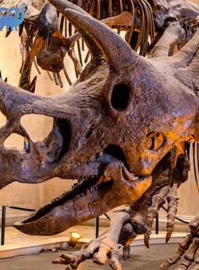 仿真三角龙头骨骨架化石 景区博物馆科技馆主题展展品厂家定制