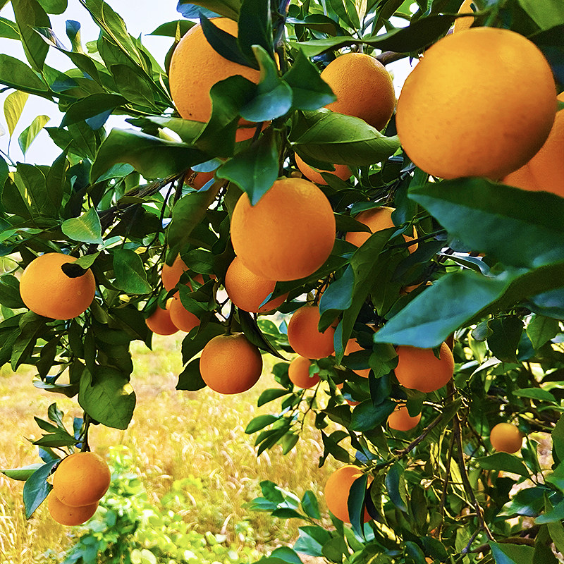 香甜爆汁正宗麻阳冰糖橙直播秒杀新鲜水果橙子整箱福利秒杀,淘宝优惠券,粉丝福利购,淘宝优惠卷