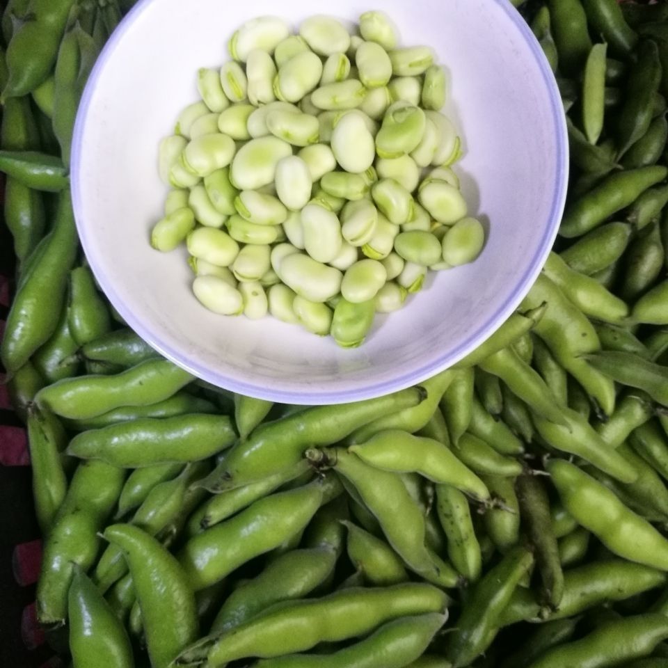 胡豆新鲜蔬菜带壳蚕豆罗汉佛南豆炒菜食用洪湖农家自种当季豌豆包-图1