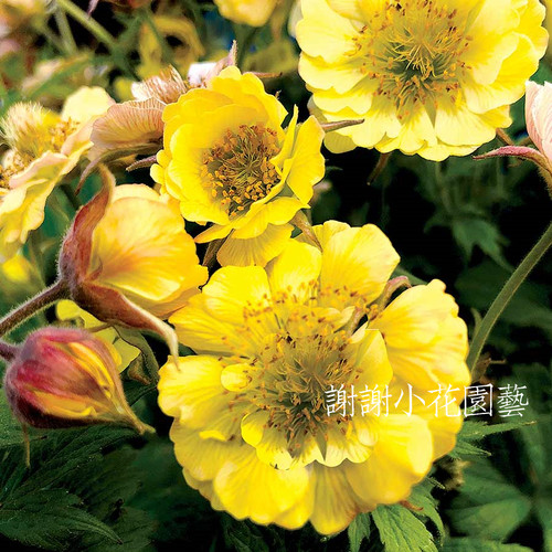 谢谢小花 水杨梅 单瓣重瓣 花卉盆栽宿根植物花期长耐热耐寒庭院 - 图1