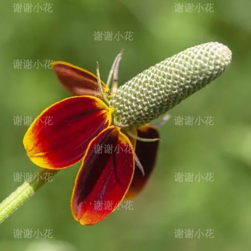 谢谢小花 草原金光菊 墨西哥帽子 耐热耐旱花期长好养护花卉植物