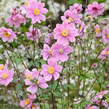 谢谢小花 野棉花 小夜曲 银莲花 秋牡丹 多年生耐寒耐阴花卉植物 - 图1