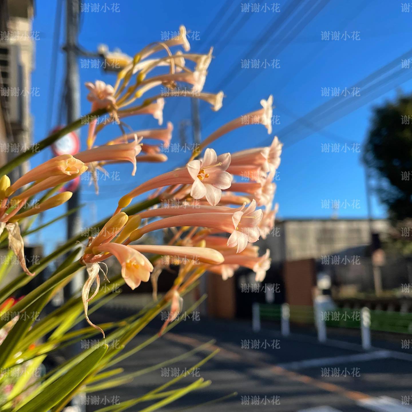 谢谢小花 垂筒花 多年生耐热常绿好养花卉芳香花园阳台球根植物 - 图3