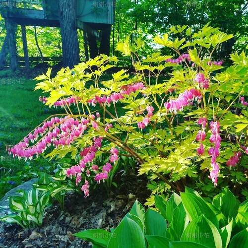 谢谢小花 荷包牡丹 丘比特 金叶 阿尔巴 多年生宿根花卉花园植物 - 图2