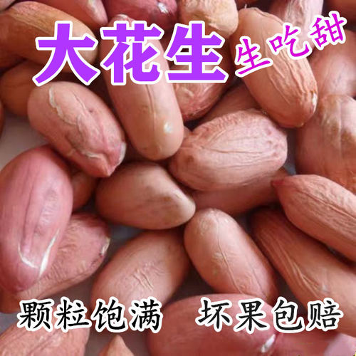山东大粒花生米生新花生仁威海特产甜生花生真空包装批发 - 图0
