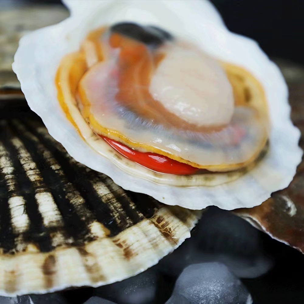 威海海鲜水产蒜蓉粉丝1斤4头特产超大个特大鲜活夏威夷贝虾夷扇贝 - 图1