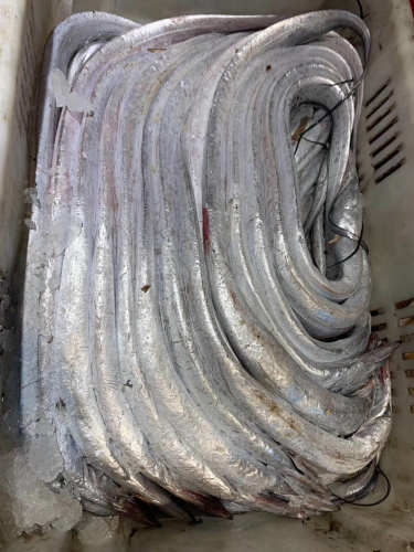 威海海鲜威海本地小黑眼新鲜带鱼整条非南方货网捕带鱼渤海湾海鱼 - 图2