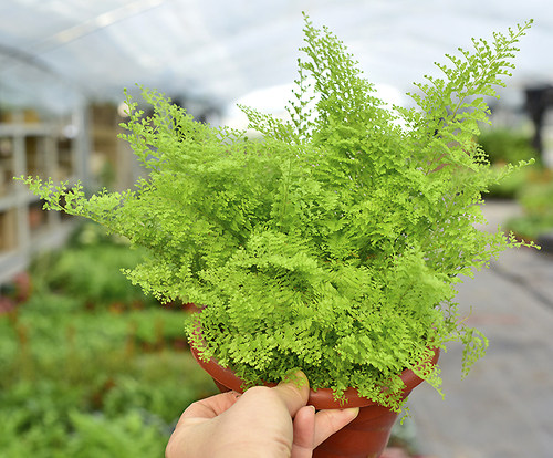 波斯顿蕨盆栽排草肾蕨 室内阳台盆栽绿植 观叶蕨类植物 净化空气 - 图2