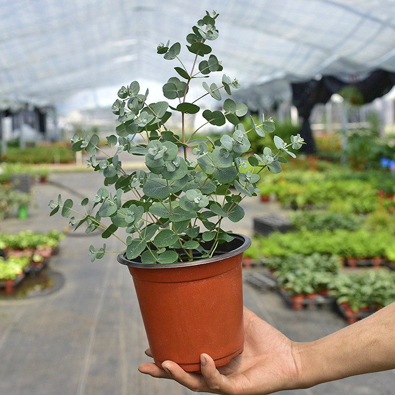 尤加利花园植物桉树北欧风格室内室外观叶绿植盆栽地栽净化空气 易美花园中心 淘优券