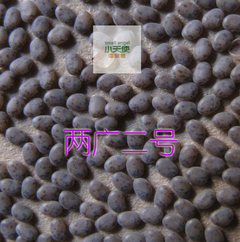 今年农村饲养蚕种蚕卵蚕宝宝蚕种场生产高产抗病优良种加量不加价 - 图2