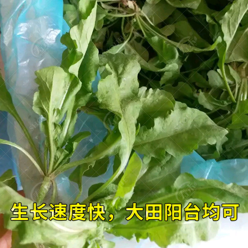 春秋播野生荠荠菜种子大叶野菜阳台四季播菜籽盆栽地菜蔬菜种籽孑 - 图1