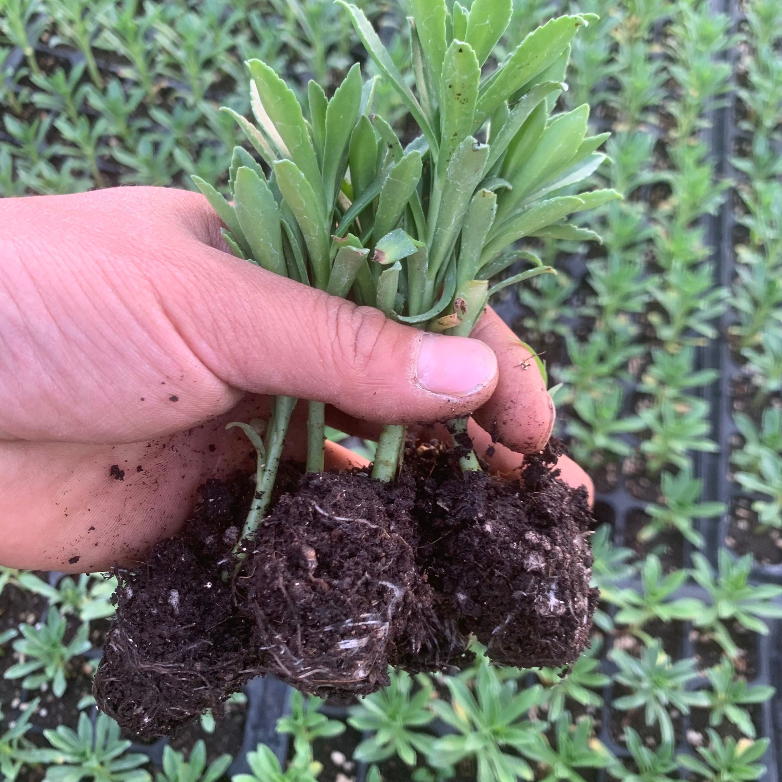 养心菜种苗 养心菜苗子 救心菜苗子植物高钙菜阳台盆栽特色保健菜 - 图1