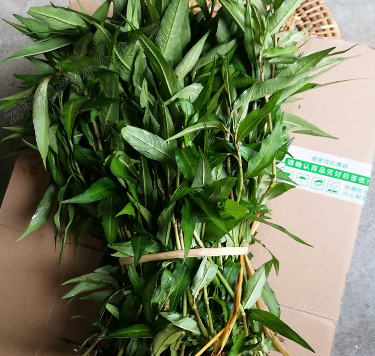 云南香柳菜叶新鲜叻沙叶鱼生草拉沙叶傣族佐料煮鱼调味香菜调料-图0