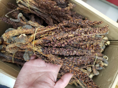 长白山野生不老草苁蓉泡酒料煲汤料列当泡茶回春草50克包邮 - 图2