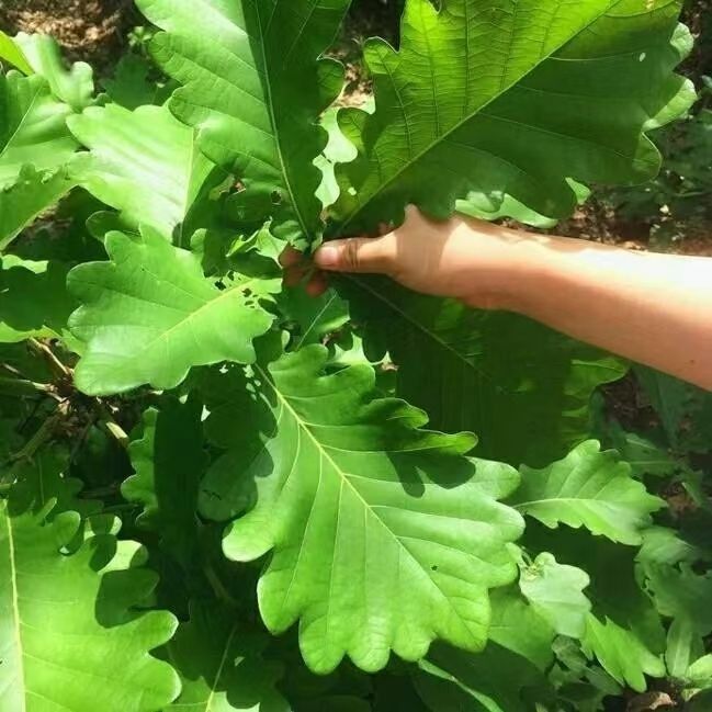 野生新鲜粽叶干粽叶柞树叶槲叶菠萝叶桲椤叶精选大号胡叶100片/份 - 图1