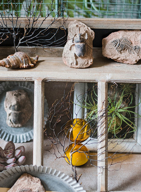 掬涵史前化石系列冰箱贴鱼骨甲虫海洋生物艺术装饰摆件另类