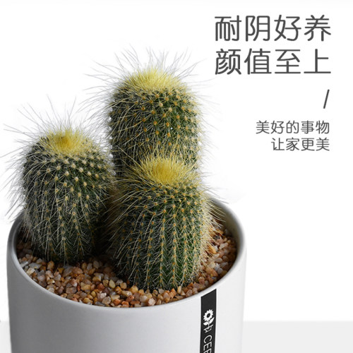 仙人掌创意盆栽室内多肉耐阴植物迷你耐旱好养净化空气绿植仙人球 - 图1
