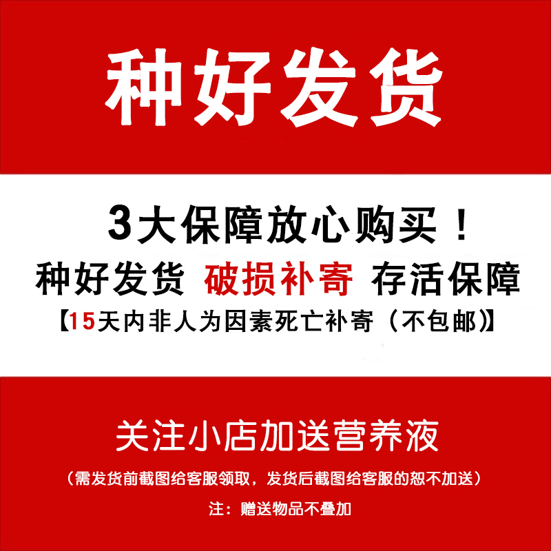 北欧风ins琴叶榕小盆栽室内耐阴绿植办公室桌面易养创意水培植物-图0