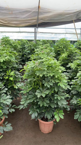 大型室内客厅盆栽花卉八方来财鸭脚木绿植七叶莲发财树鸭掌木耐寒 - 图1