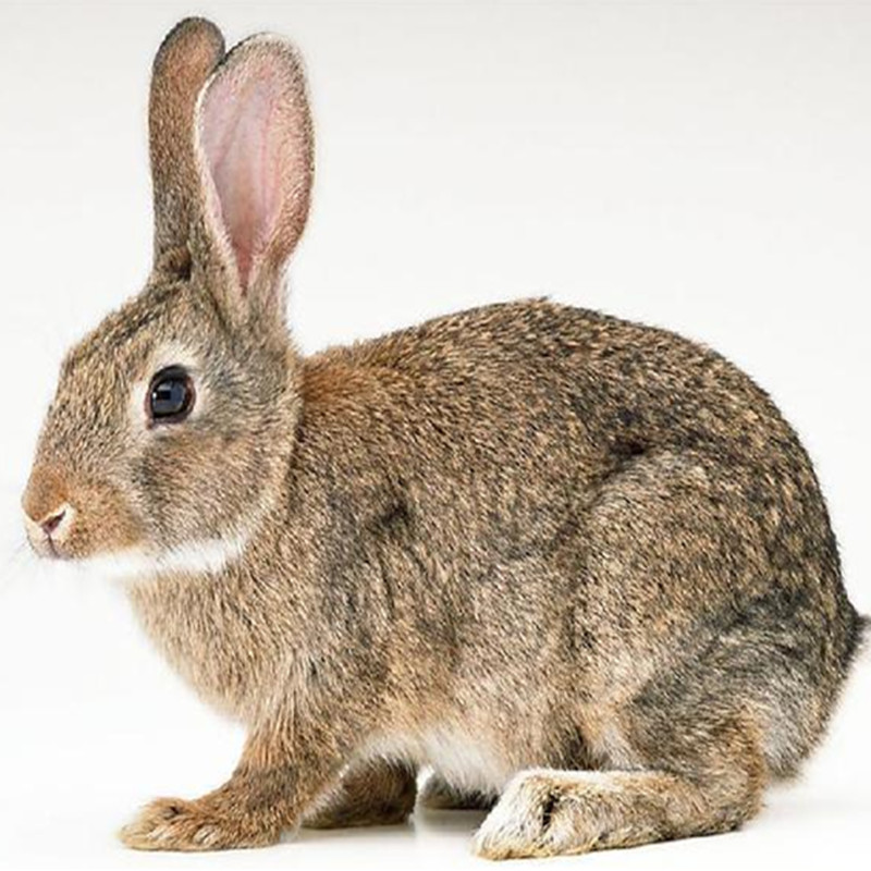 成年大兔子活物大型肉兔种兔活体公母非一对家养食比利时兔小白兔 - 图3