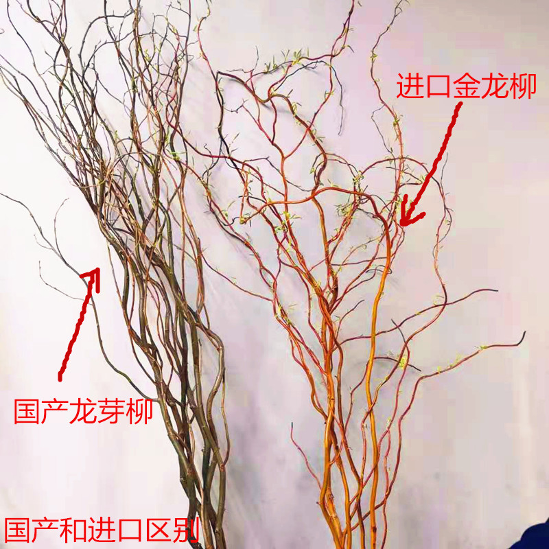 金龙柳鲜切枝鲜花速递木本花卉抽芽迎春曲线柔软花艺出根叶花期长