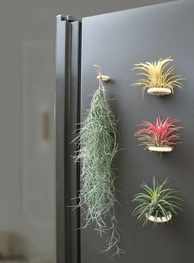 活植物冰箱贴空气凤梨无需土水培
