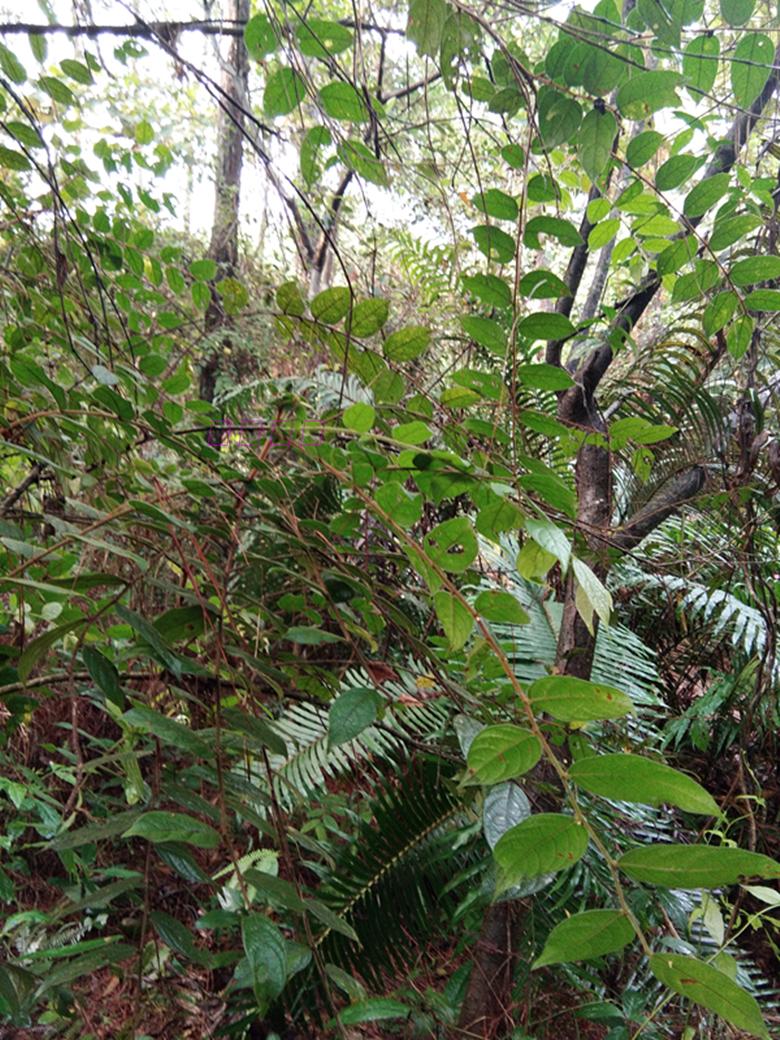 现采中草药毛果算盘子漆大姑毛漆毛七哥毛七公大毛七宝宝洗澡泡澡 - 图2