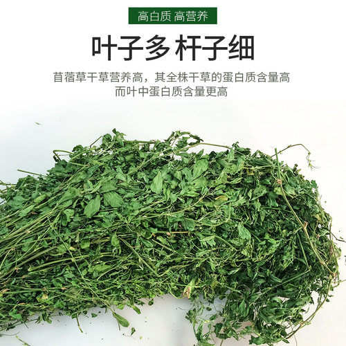 紫花苜蓿草兔粮饲料兔子食用草粮豚鼠龙猫荷兰猪幼兔草干草新牧草 - 图2