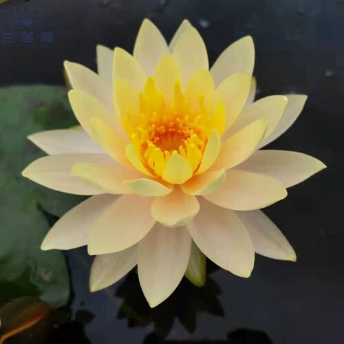 耐寒睡莲艾肯斯  大型品种   水生花卉 - 图2