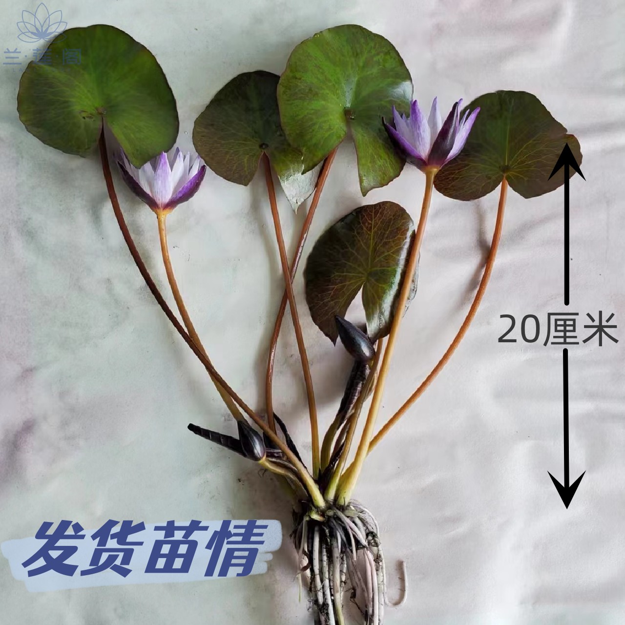 迷你睡莲黑美人睡莲鱼缸栽培小微型睡莲带花包邮 带花苞水生花卉