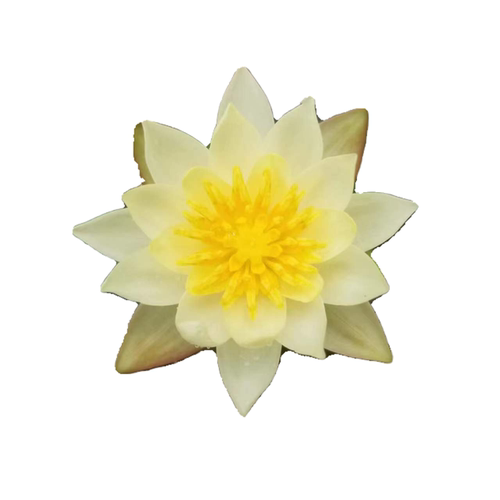 睡莲小海 睡莲海尔芙拉 小型微型品种水生花卉 包邮 - 图3