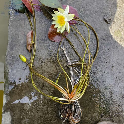 睡莲小海 睡莲海尔芙拉 小型微型品种水生花卉 包邮 - 图2
