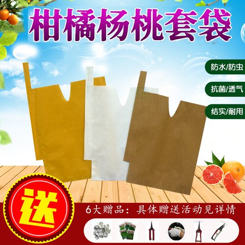番石榴红美人柑橘杨桃莲雾水蜜桃葡萄柚梨子春见耙耙柑芭乐套袋 - 图0