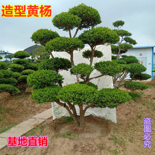 小叶瓜子黄杨造型树庭院别墅工程绿化盆景地栽耐寒四季常青树苗 - 图0