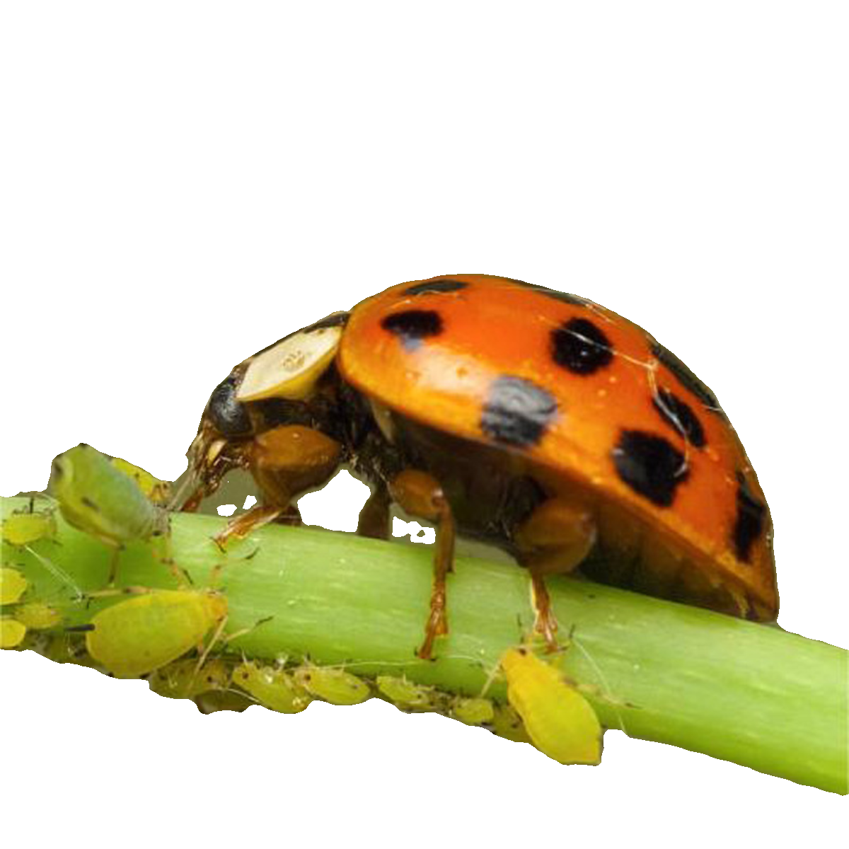 瓢虫异色瓢虫天敌昆虫异色瓢虫卵卡活体捕食防治果蔬园艺花卉蚜虫 - 图3