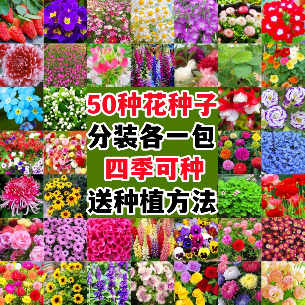 50款四季易种花种子组合套餐野花盆栽阳台庭院花卉植物花草太阳花