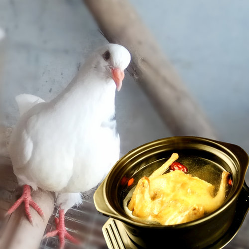 鲜鸽子肉散养乳鸽肉现杀鸽生鲜脆皮煲汤烤乳鸽孕妇两只起顺丰包邮 - 图0