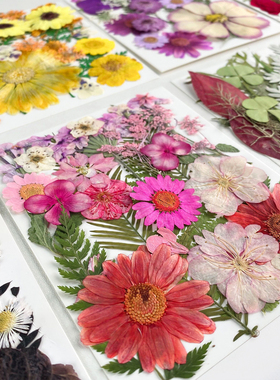 花柬25朵干花押花材料包