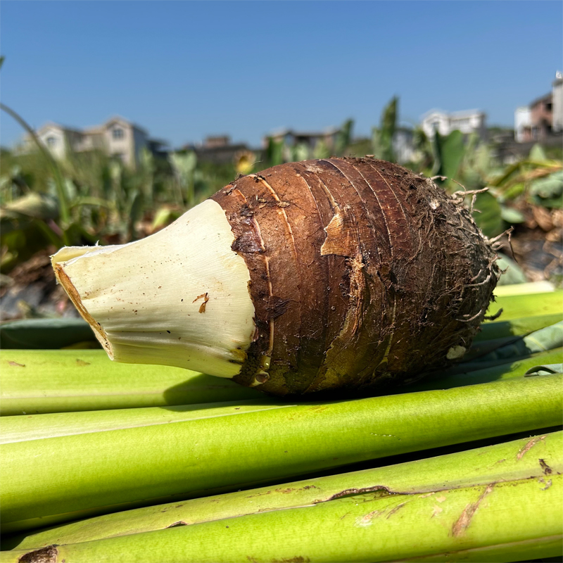 正宗广西桂林荔浦市芋头新鲜大芋头香芋槟榔芋粉糯香一级旗舰店 - 图0