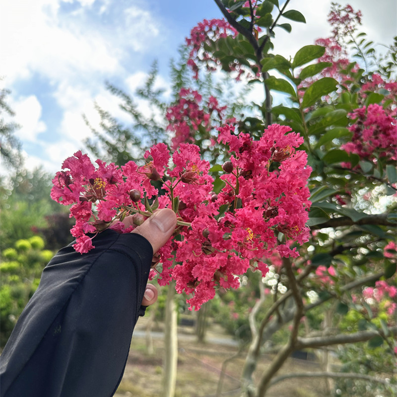 红花紫薇苗美国红火箭盆栽别墅庭院大型耐寒风景树丛生紫薇花树苗-图2