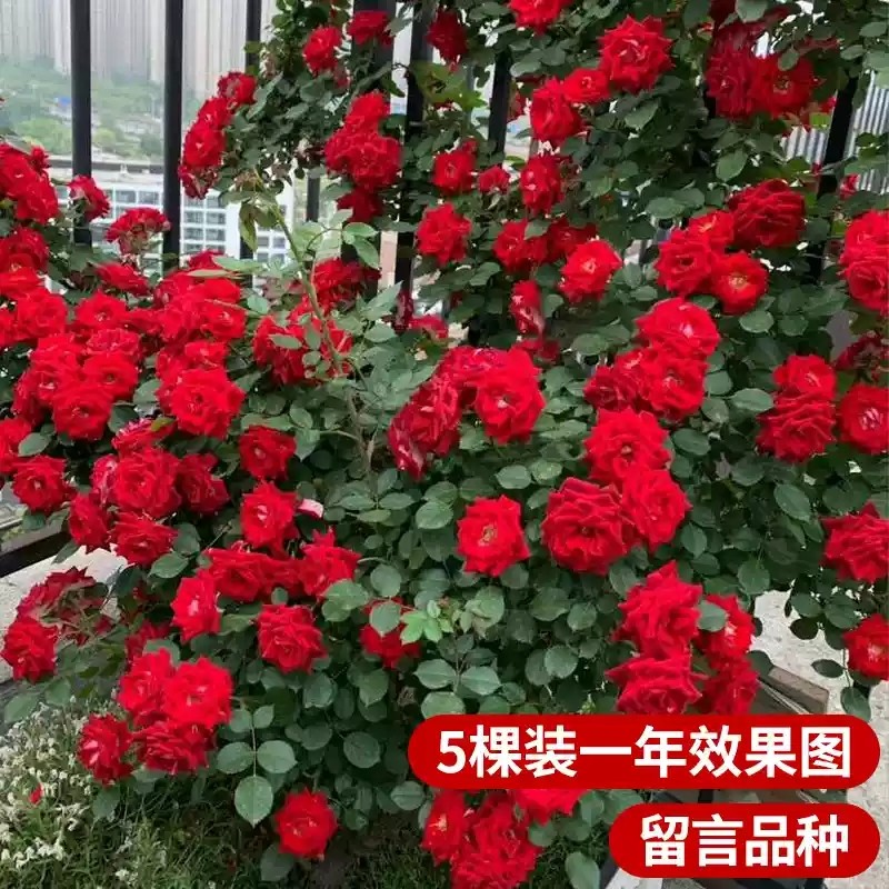 蔷薇花苗藤本月季大苗庭院爬藤植物花卉阳台庭院盆栽阳台开花玫瑰,淘宝优惠券,粉丝福利购,淘宝优惠卷