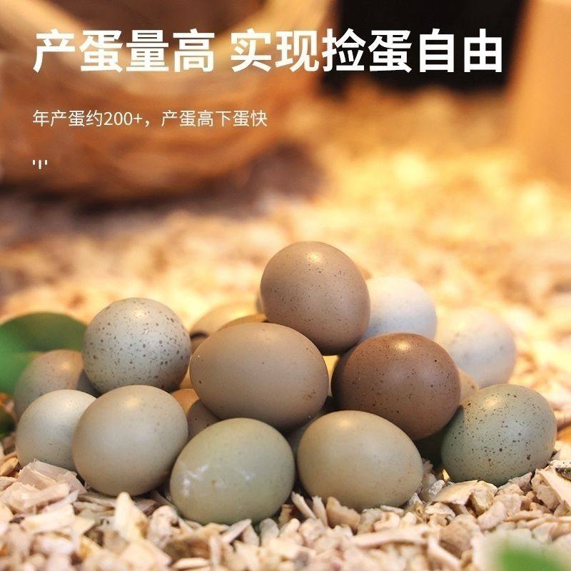 卢丁鸡种蛋受精蛋宠物鸡小鸡蛋可孵化小鸡仔学生版芦丁鸡蛋宝宝,淘宝优惠券,粉丝福利购,淘宝优惠卷