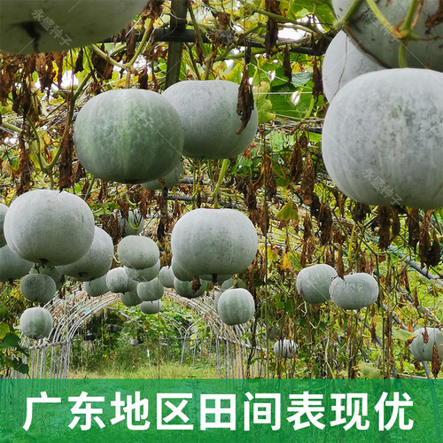 小玲珑香冬瓜种子 香芋味冬瓜种子 圆冬瓜种小冬瓜种蔬菜种子 - 图1