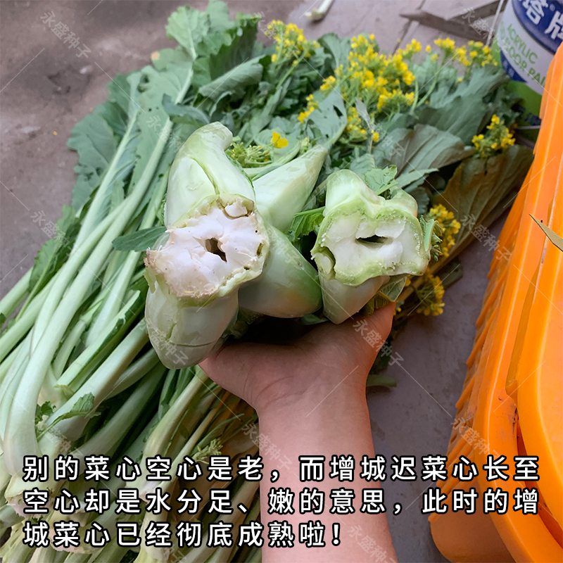 正宗增城迟菜心菜种籽高脚甜菜心种广东菜心种子秋冬春季蔬菜种孑-图1