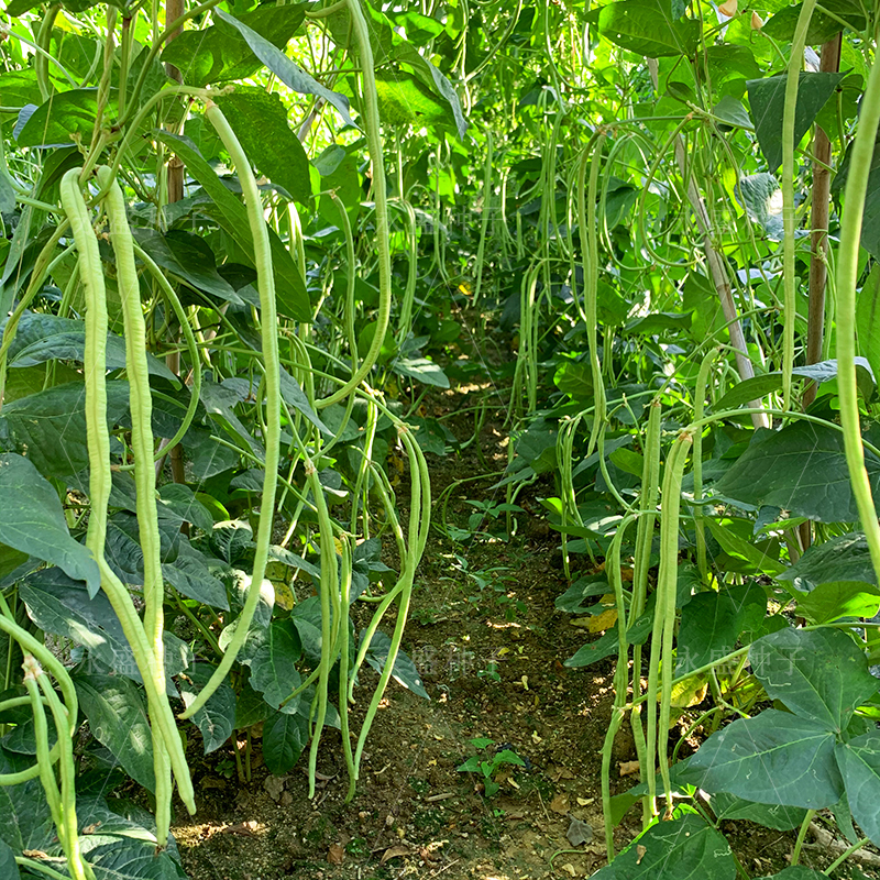 豆角种孑猪仔豆农家八月豆种籽大肉珠仔豆种豇豆种子大全蔬菜籽种,淘宝优惠券,粉丝福利购,淘宝优惠卷