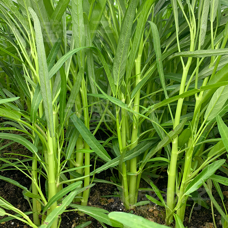 建南竹叶空心菜种子阳台盆栽四季大叶三叉通心菜种籽青菜蔬菜种孑-图0