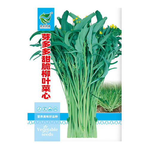 柳叶菜心种籽广西油菜籽种秋冬季柳尖菜心种细梗好吃甜菜心种子 - 图3