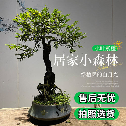 造型盆景小叶紫檀树桩花卉黑骨茶盆栽室内摆件镇宅四季常青绿植物 - 图0